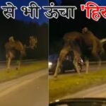 Ajab Gajab News In Hindi: ट्रक जैसे ऊँचे कद का अजीबोगरीब जानवर रोड पे चलता दिखा, देखे विडियो |