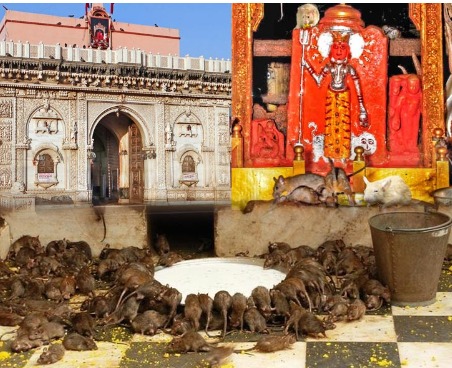 हजारों चूहों का घर है करणी माता का मंदिर, चांदी के बर्तन में पीते है चूहे दूध |