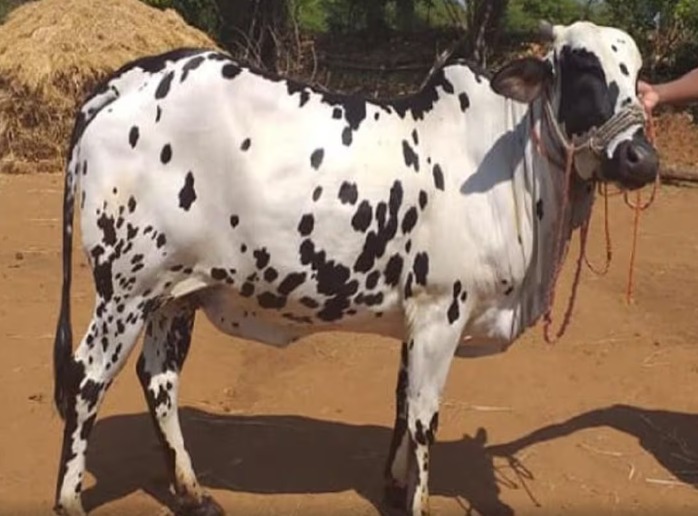 800 लीटर दूध देने वाली गाय, दूध दुहते-दुहते थक जाते है ग्वाला |