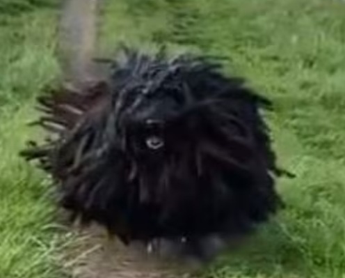 दुनिया का सबसे अजीब दिखने वाला कुत्ता, डरावनी फिल्मों के जैसा आता है नज़र |